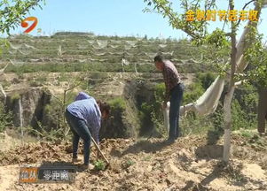 红彤彤甜蜜蜜 米脂7万亩山地苹果丰收啦