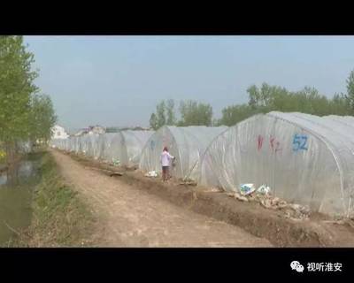 钦工镇宋集村:发展林下经济 开拓产业富民新路径
