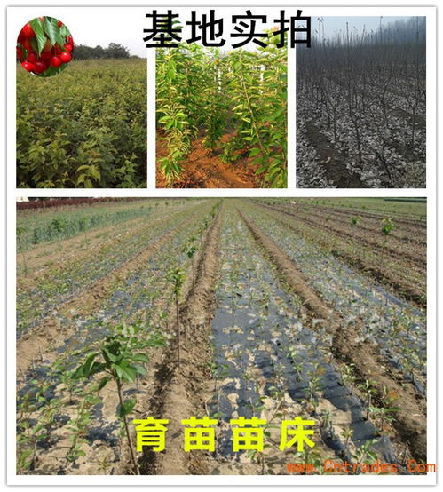 供应辽核1号核桃苗 当年苗