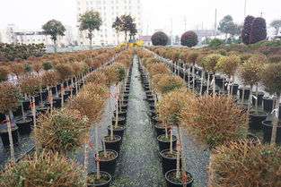 实地参观考察 植物新品种的浙江力量