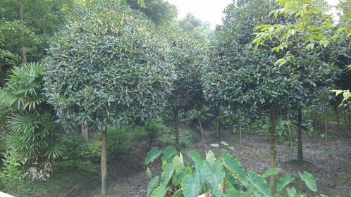 【一般的5-6成货种植基地批发,工程用苗的看过来】- 
