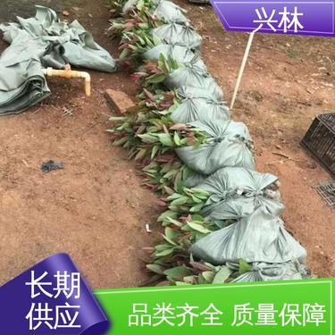 桉树价格