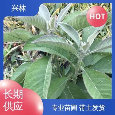 宁海县东盛林业专业合作社