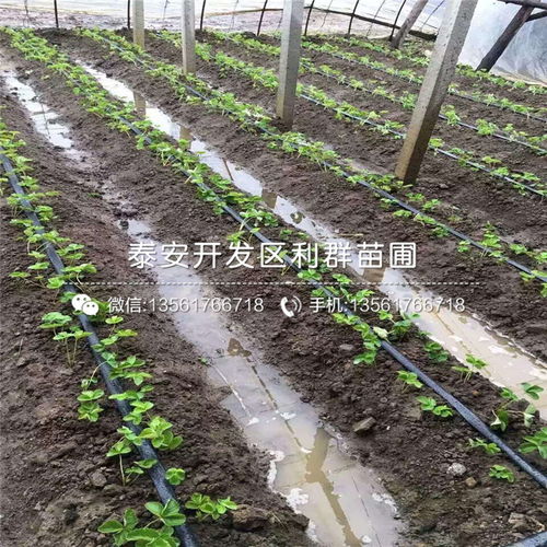 南平