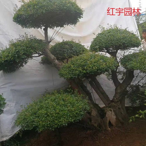 对节白蜡树桩盆景供应商专业团队在线服务 本信息长期有效