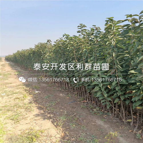 【山东短把樱桃树苗】- 