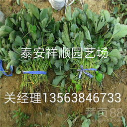 【可靠地红颜草莓苗示范园基地】-