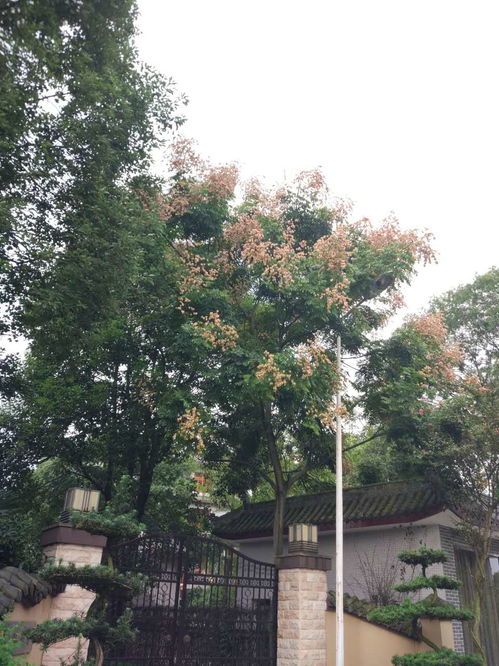 【四川栾树绿化苗木、行道树、庭院树销售乔木】- 