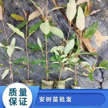 桉树市场价多少钱一棵