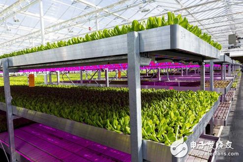 current引进led照明系统来改造植物工厂,幼苗生产速度将增加15