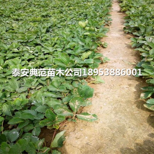 法兰地草莓苗20cm