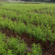 炎陵县乐康水果种植专业合作社 供应产品