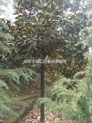 广玉兰价格|3公分5公分广玉兰经济价值怎么样图片