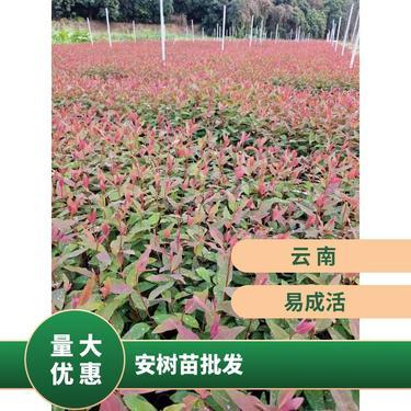 基地种植紫山药 出售新鲜长紫玉淮山药 70-90cm 农家绿色种植