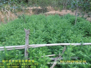 大批量供应一年生杉树苗. 普通杉树苗 经济林苗 量大从优!