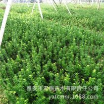 美国竹柳3号厂商公司_2021年美国竹柳3号较新批发商_美国竹柳3号