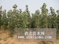 培育销售造林苗、城镇绿化苗、经济林苗、花卉。为本社农民购买所需的生产资河北 廊坊大城县绿谷苗木种植农民专业合作社产品供应第1页
