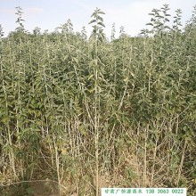 甘肃广恒源苗木农民合作社 供应产品