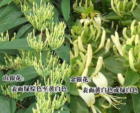 百万亩山银花遭淘汰 紧缺10亿株金银花苗