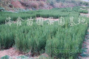供应经济林苗木