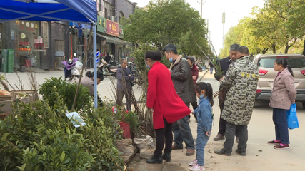 广昌县人民政府 广昌要闻 疫情挡不住春天的脚步 苗木市场“热”起来