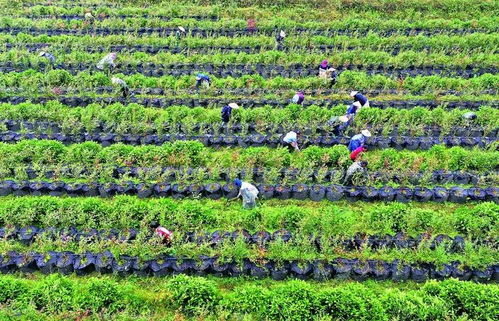 政策 我国要大力发展林下经济 特医食品 产值规模或达60亿