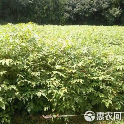漆树 经济林苗,出漆率高,