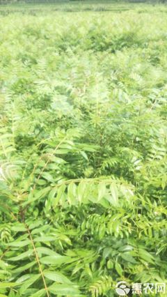 漆树 经济林苗,出漆率高,
