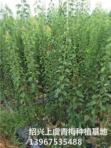 青梅种植基地批发红梅苗数量30万株价格 青梅种植基地批发红梅苗数量30万株型号规格