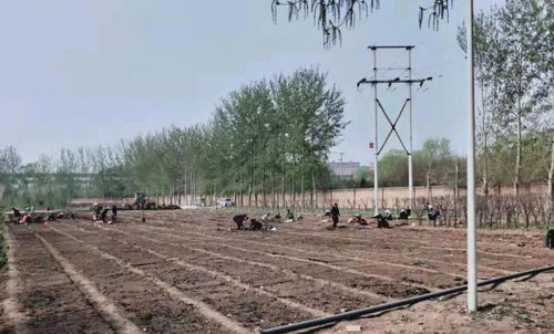 生态基地加快推进种苗培育提档升级