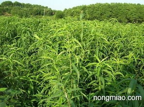 泰安市黄前果品苗木中心 供应山东优质山楂苗 产品信息1