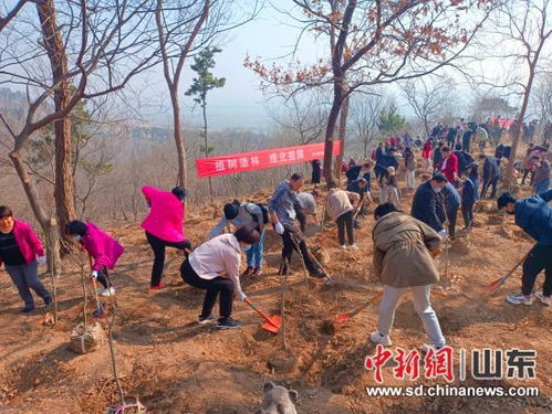 春风十里植树忙 山东掀起 添绿 热潮